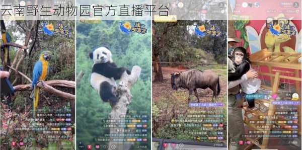 云南野生动物园官方直播平台