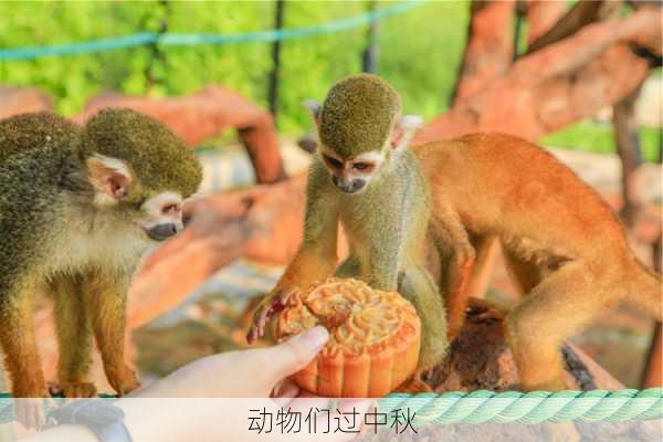 动物们过中秋
