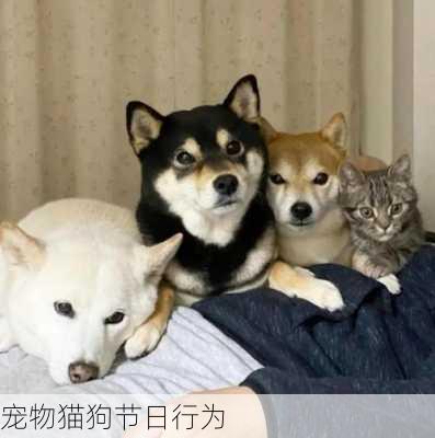宠物猫狗节日行为