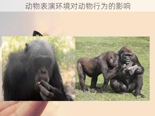 动物表演环境对动物行为的影响