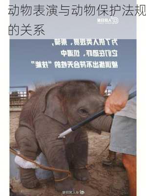 动物表演与动物保护法规的关系
