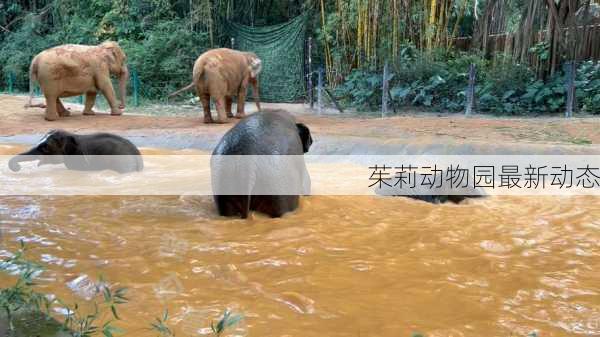 茱莉动物园最新动态