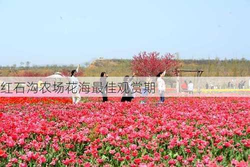红石沟农场花海最佳观赏期
