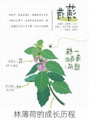 林薄荷的成长历程