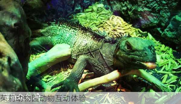 茱莉动物园动物互动体验