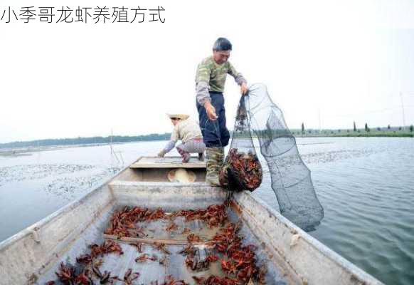 小季哥龙虾养殖方式