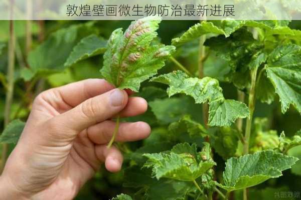 敦煌壁画微生物防治最新进展