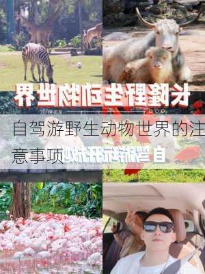 自驾游野生动物世界的注意事项