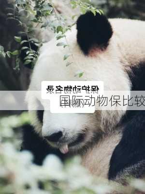 国际动物保比较