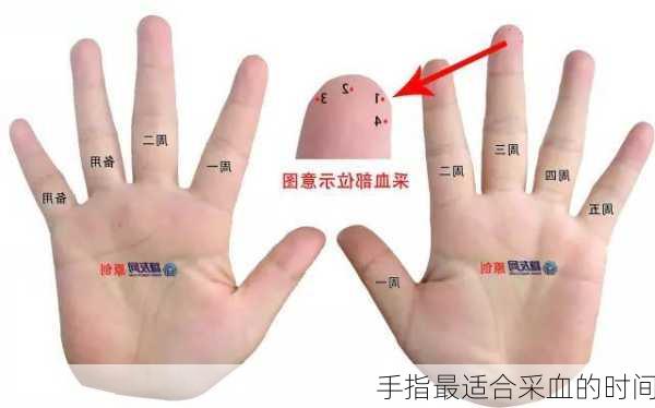 手指最适合采血的时间