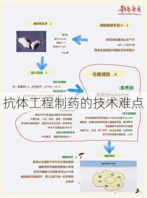 抗体工程制药的技术难点