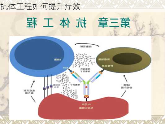 抗体工程如何提升疗效