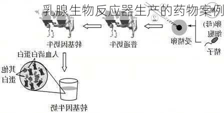 乳腺生物反应器生产的药物案例