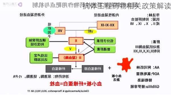 抗体工程药物相关政策解读