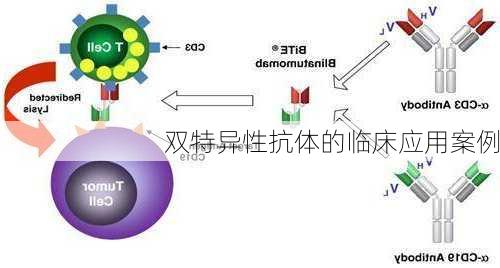 双特异性抗体的临床应用案例