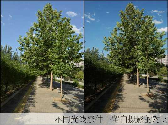 不同光线条件下留白摄影的对比