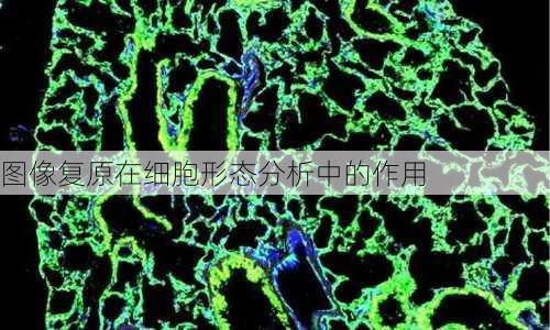 图像复原在细胞形态分析中的作用