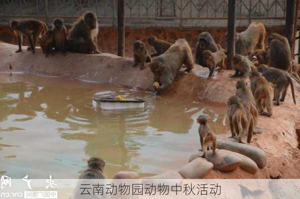 云南动物园动物中秋活动