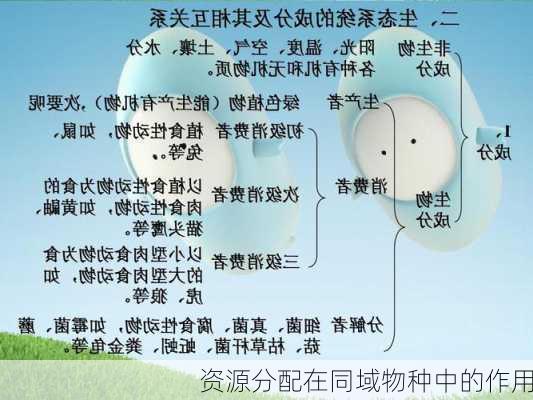 资源分配在同域物种中的作用
