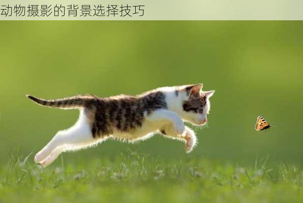 动物摄影的背景选择技巧