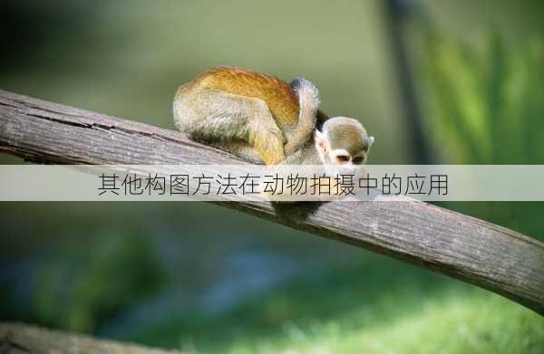 其他构图方法在动物拍摄中的应用