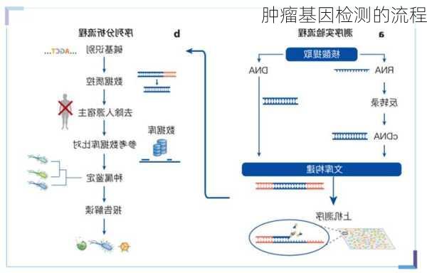肿瘤基因检测的流程