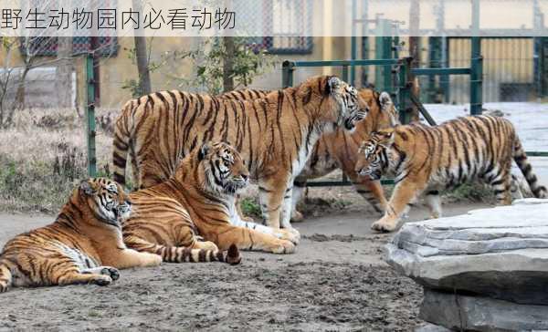 野生动物园内必看动物