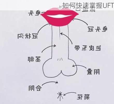 如何快速掌握UFT
