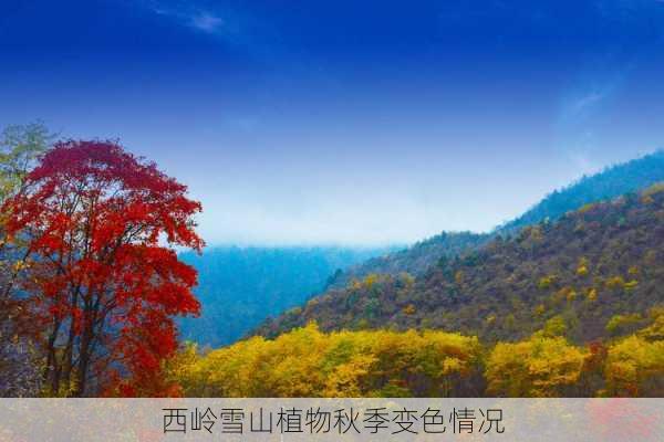 西岭雪山植物秋季变色情况