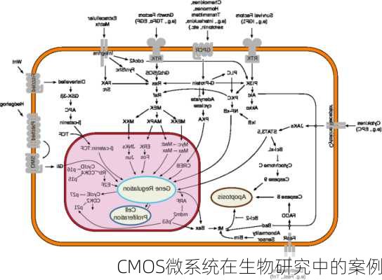 CMOS微系统在生物研究中的案例