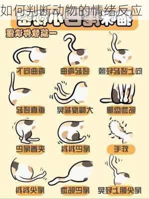 如何判断动物的情绪反应