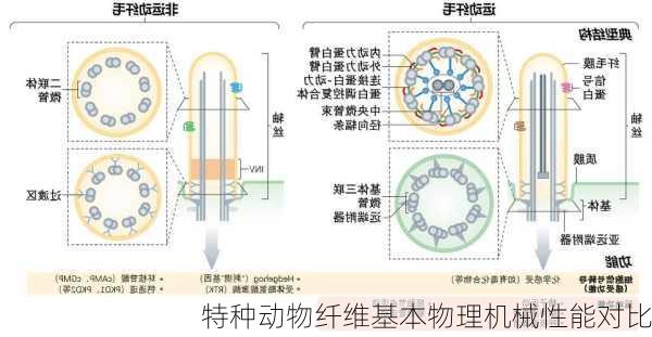 特种动物纤维基本物理机械性能对比