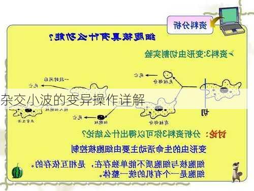 杂交小波的变异操作详解