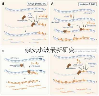 杂交小波最新研究