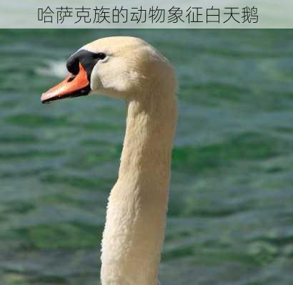 哈萨克族的动物象征白天鹅