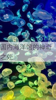国内海洋馆的神奇之处