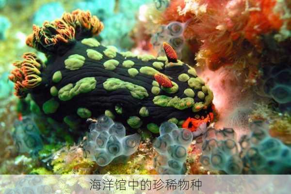 海洋馆中的珍稀物种