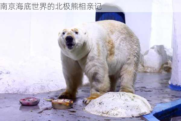 南京海底世界的北极熊相亲记