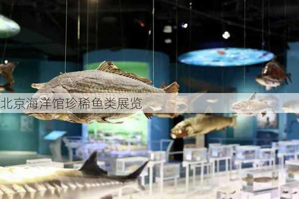 北京海洋馆珍稀鱼类展览