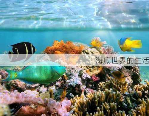海底世界的生活
