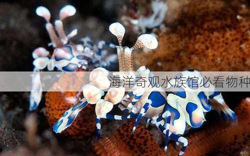 海洋奇观水族馆必看物种