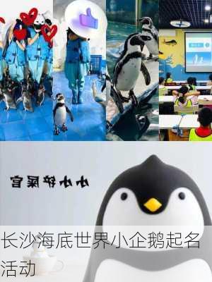 长沙海底世界小企鹅起名活动
