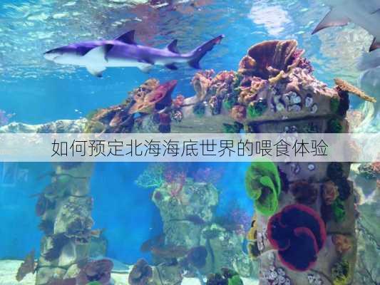如何预定北海海底世界的喂食体验
