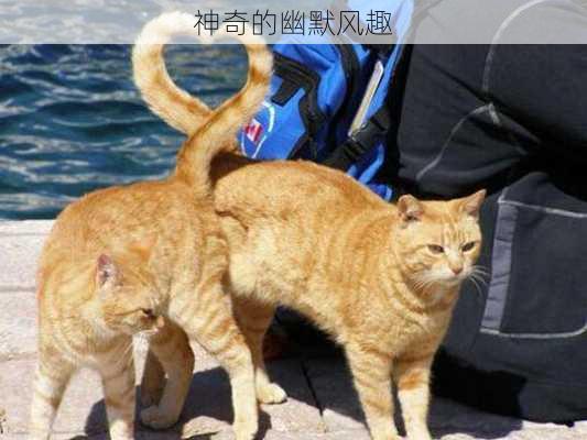 神奇的幽默风趣