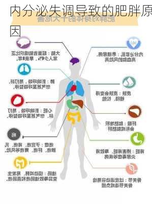 内分泌失调导致的肥胖原因