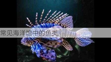 常见海洋馆中的鱼类