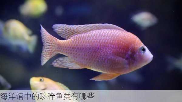 海洋馆中的珍稀鱼类有哪些