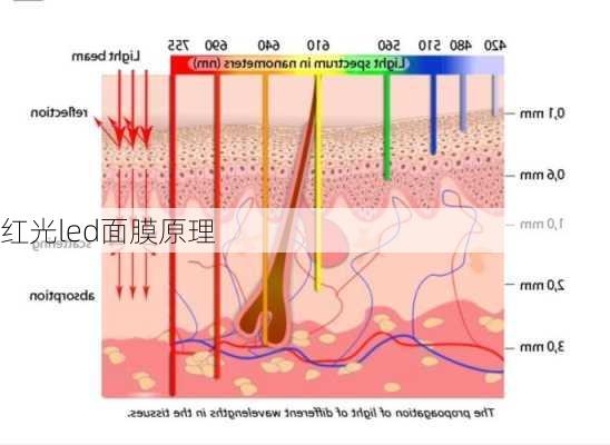 红光led面膜原理