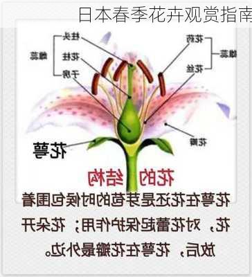 日本春季花卉观赏指南