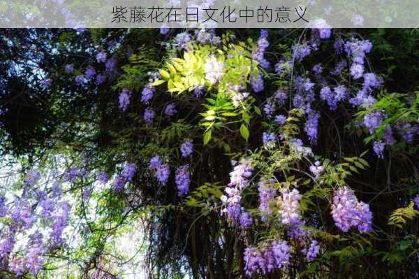 紫藤花在日文化中的意义